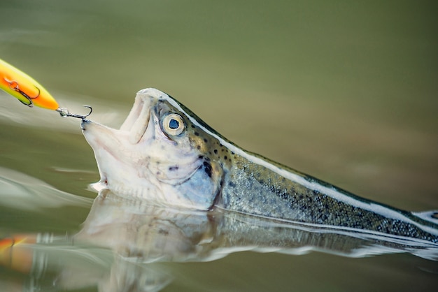 Foto vis gevangen in een haak in water