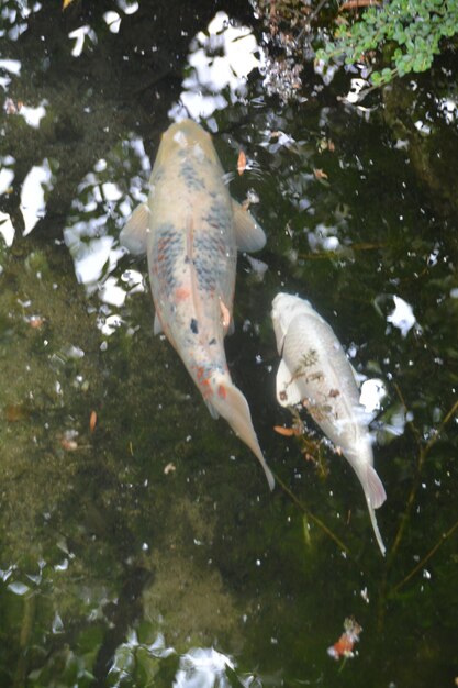 Foto vis in het water