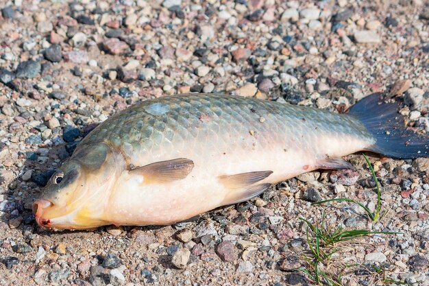 Vis in het zand Karp Closeup