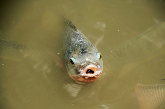 Vis (Nile tilapia, Family Cichlidae) ademt boven water.