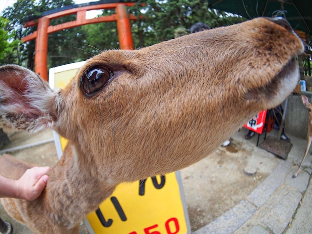 Foto vis-oog lens zicht op herten