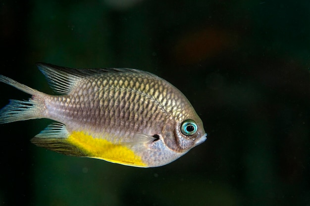 Foto vis van het koraalrif in sipadan borneo