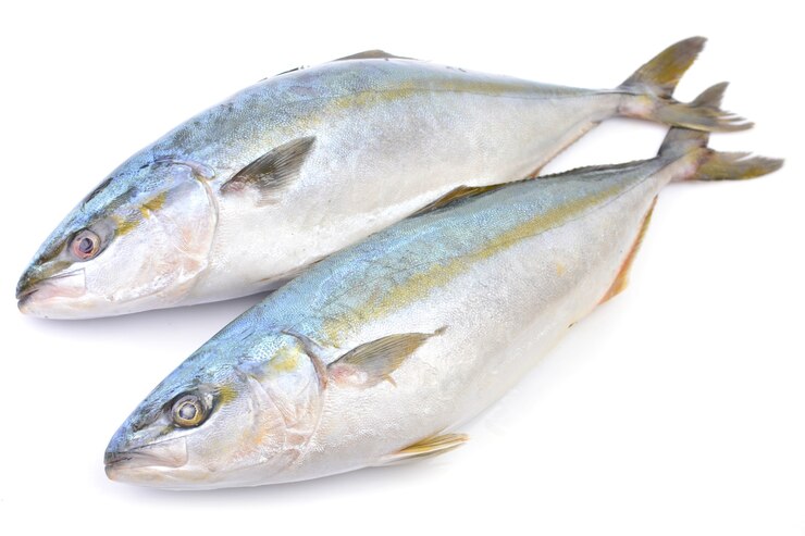 Vis yellowtai geïsoleerd (Japanse amberjack)