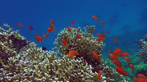 Vis - Zee Goldie. De meest voorkomende antias in de Rode Zee.