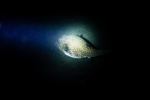 Foto vis zwemt in de zee