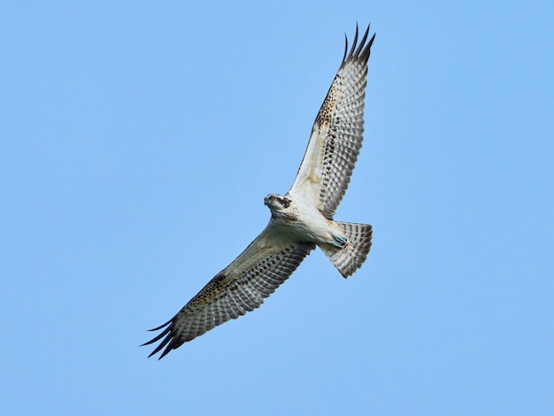 Visarend Pandion haliaetus