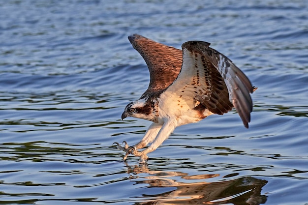 Visarend Pandion haliaetus