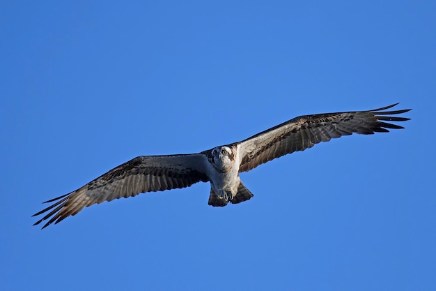 Visarend Pandion haliaetus