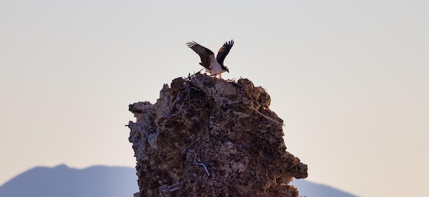 Visarend Vogel en Nest bij Mono Lake