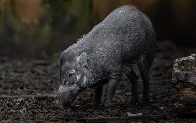 ヴィサヤン・ワルティ・ピーグ