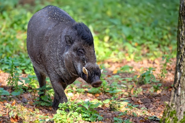 Visayan Warty Pig