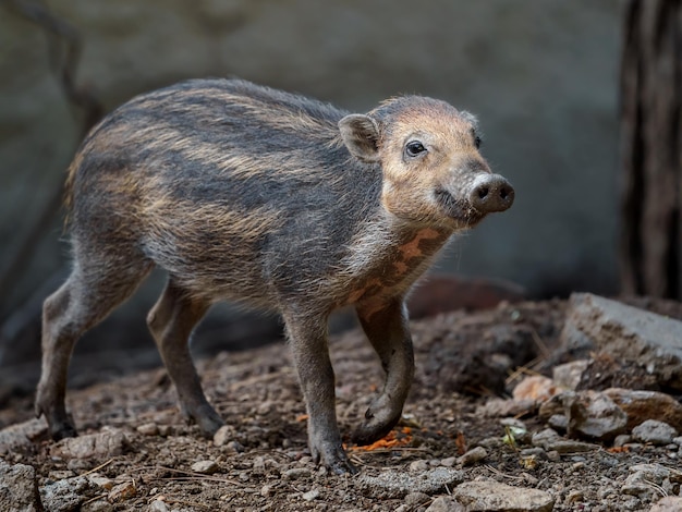 Visayan warty pig