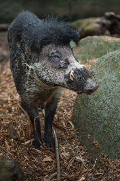 Foto visayan warty pig