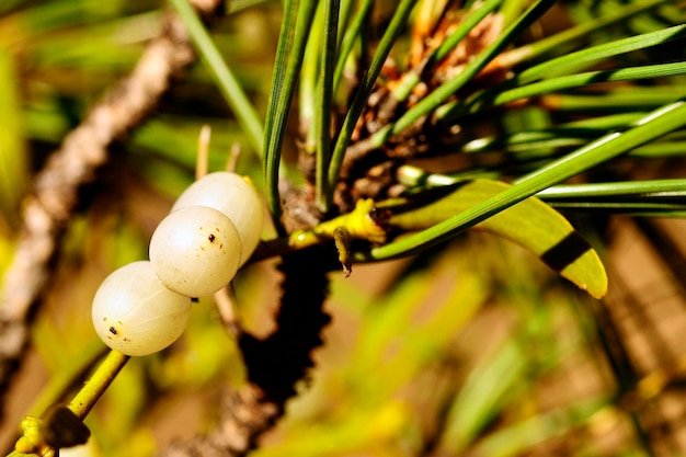 Viscum album, обычно называемый белой омелой, - это полупаразитарное растение.