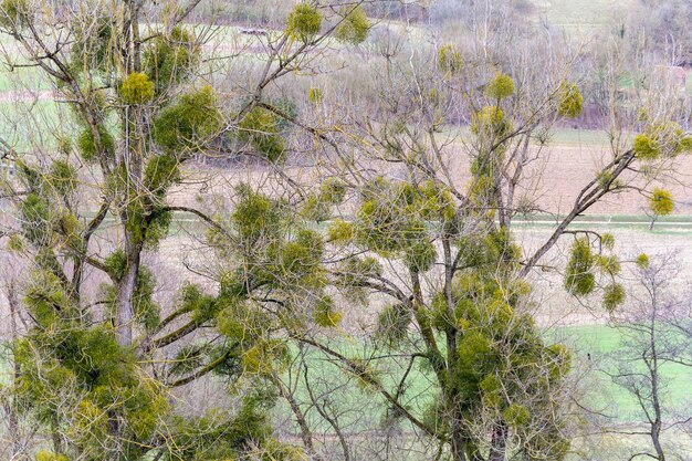 viscum overgrown trees