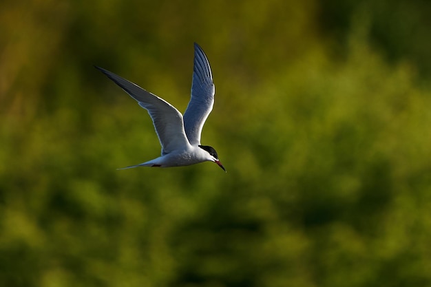 Visdief sterna hirundo