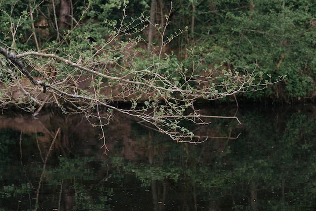 Visible dark pond in spring