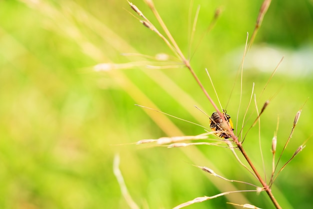 Foto visibile lady bug abdoment