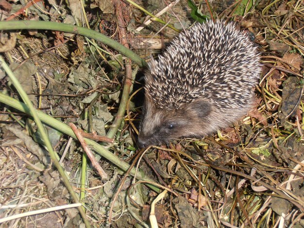 Visit from hedgehog