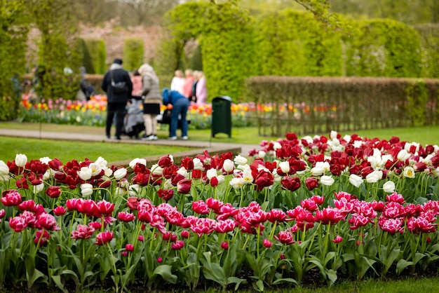 Visitors to the tulip park in Keukenhof the Netherlands in bokeh and flower bed in the foreground