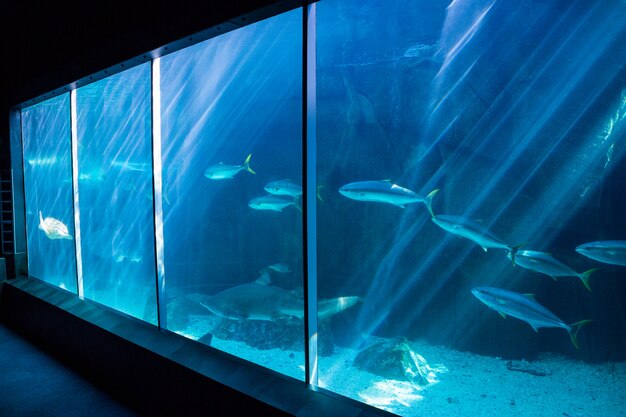 Vissen die in een donkerste tank in het aquarium zwemmen