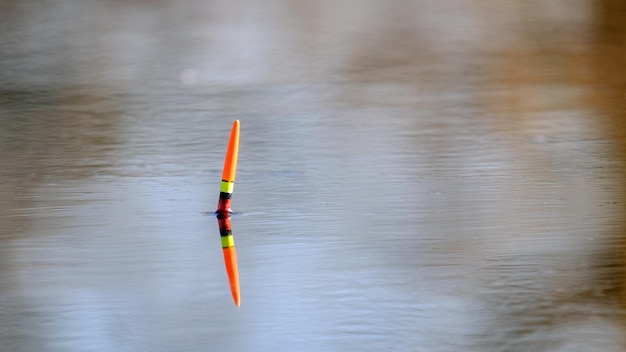 Vissen drijven op het wateroppervlak