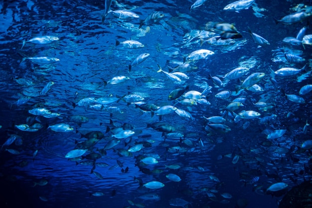 vissen in aquarium onder waterdieren