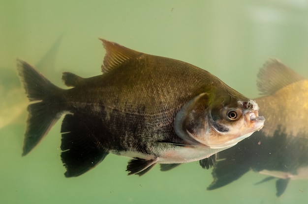 Vissen in aquarium voor het kweken van vissen. karpers, tambaquis en tilapia's. visteelt.