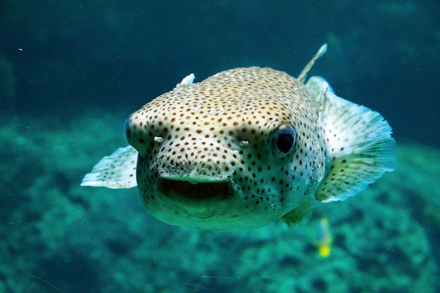 Vissen in aquarium, zeeleven, onder water, groene kleuren, natuur, dieren in het wild, zwemmen in het zoute water.