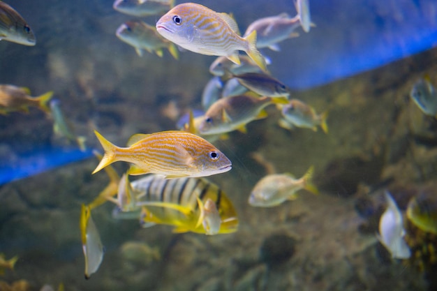 Vissen in aquariumvissen die in aquarium zwemmen