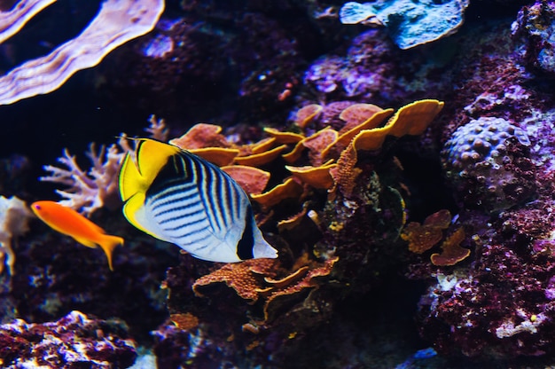 Vissen in een aquarium aan de rode zee