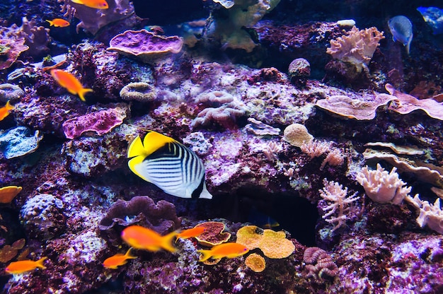 Vissen in een aquarium aan de rode zee