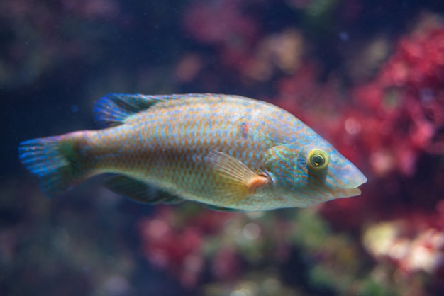 Vissen in het aquarium