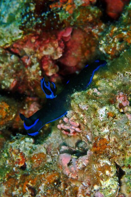 Foto vissen zwemmen in de zee