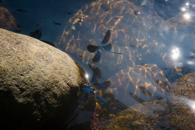 Foto vissen zwemmen in de zee