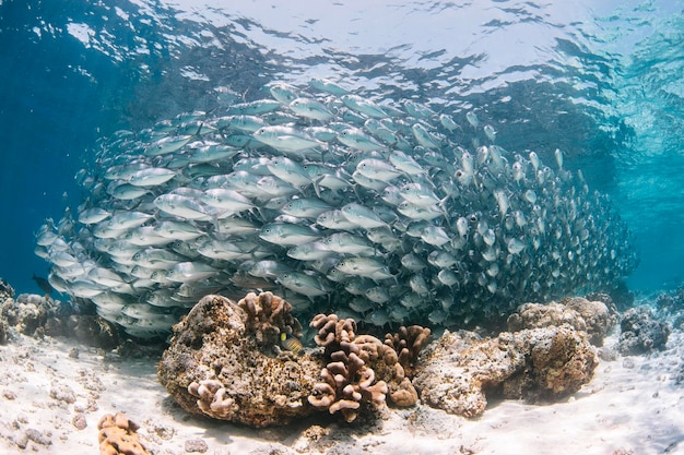 Vissen zwemmen in de zee