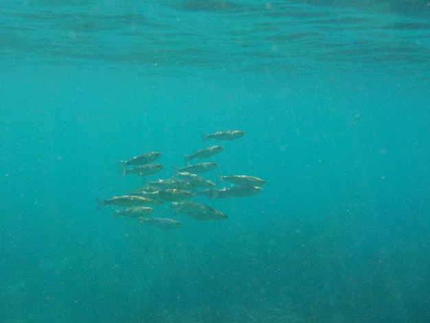 Foto vissen zwemmen in de zee