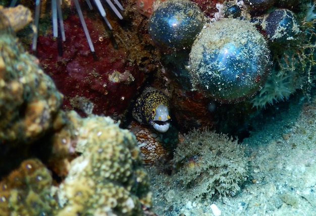 Foto vissen zwemmen in de zee