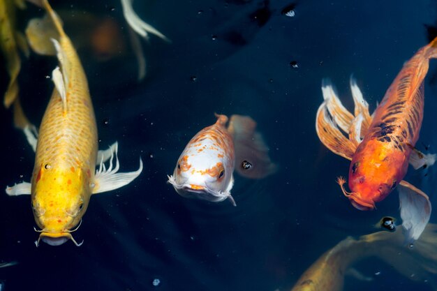 Foto vissen zwemmen in de zee