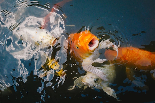 Vissen zwemmen in de zee