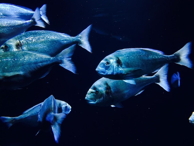 Vissen zwemmen in een aquarium