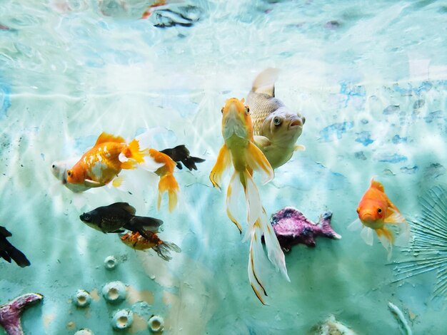 Foto vissen zwemmen in een aquarium.