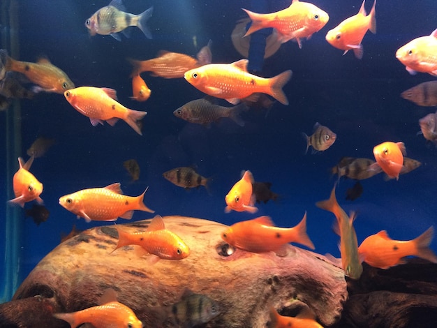 Vissen zwemmen in een aquarium