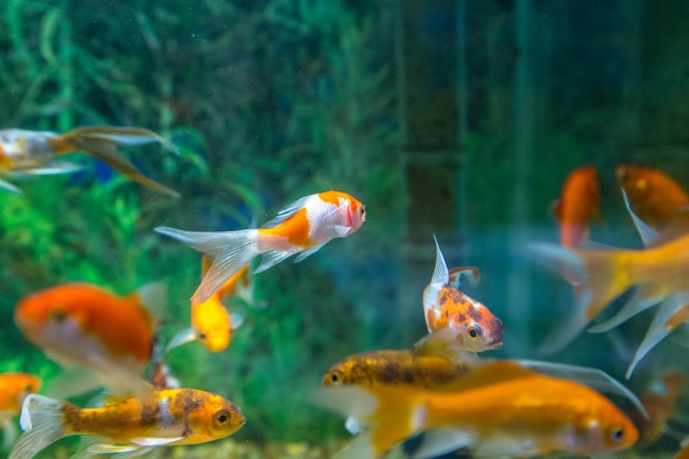 Vissen zwemmen in een aquarium