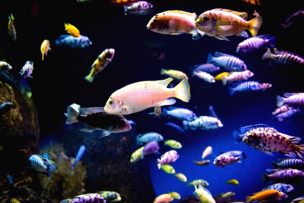 Vissen zwemmen in een aquarium