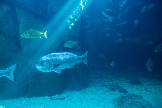 Vissen zwemmen in een donkerste tank