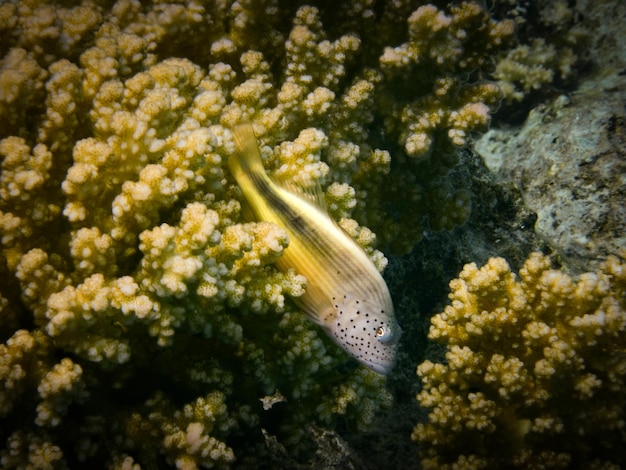 Foto vissen zwemmen tussen de koralen van de rode zee