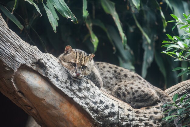 Vissende kat die op de takboom liggen in de wildernis