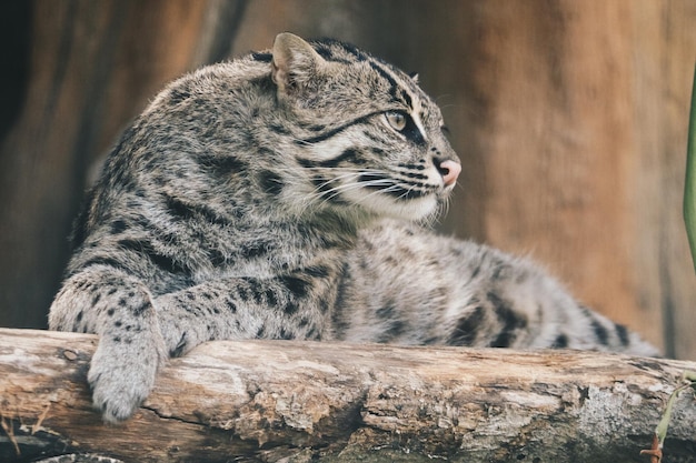 Vissende kat of mangrovekat Prionailurus viverrinus rust op een baars