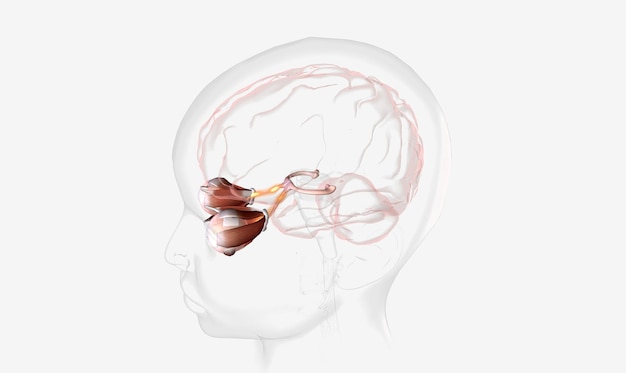 Foto il sistema visivo contiene gli occhi, i nervi ottici, i tratti ottici e la corteccia visiva